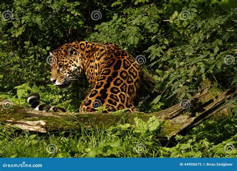 Formidable Jaguar stock image. Image of dartmoor, brown - 44900675