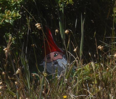Real Gnomes Sightings