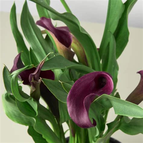 Purple Calla Lily | Plant Addicts