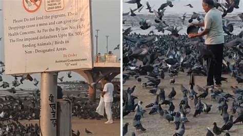 Viral Video: Why Is It Not So Cool To Feed Pigeons; All You Need To ...