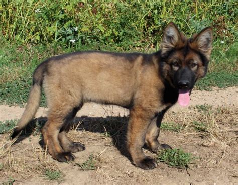 Altdeutscher Schäferhund Junghunde mit geradem Rücken DDR Ostlinie in ...