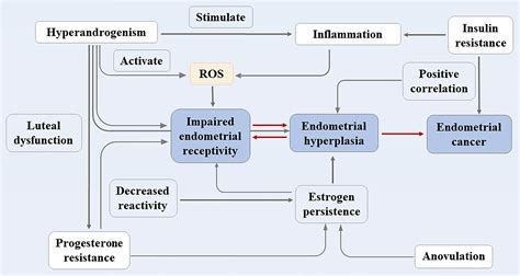 Frontiers | Research Progress on the Mechanism Between Polycystic Ovary Syndrome and Abnormal ...