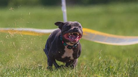 Running Dog 的图像结果