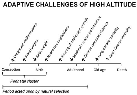 Image result for Human Adaptation Examples