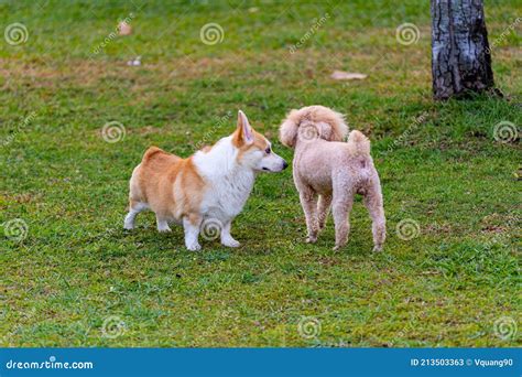 Cute Welsh Corgi and Poodle Dog Playing at Summer Park Stock Image ...
