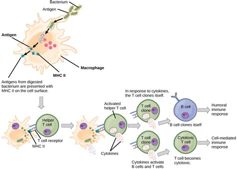 Image result for Understanding How Adaptive Immunity Works