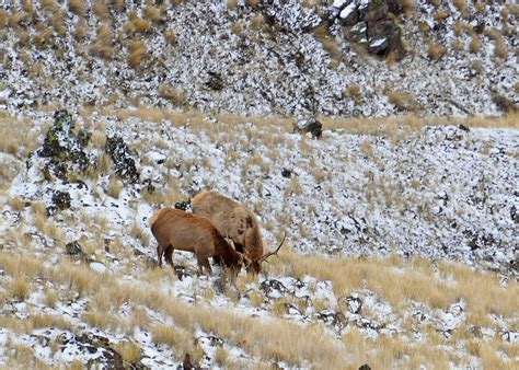 Oregon lawmakers increase lodging tax to boost wildlife funding