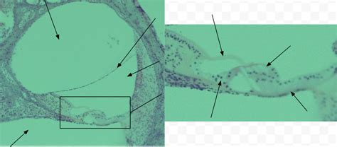 Cochlea- histology Diagram | Quizlet