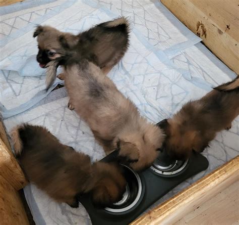 Süsse welpen in Leiblfing | Tiere | Kleinanzeigen