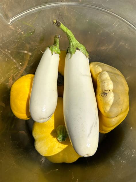 Why are my little finger eggplant ripening to a white color and not purple? : r/gardening