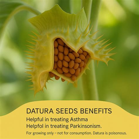 Buy Datura Mix Seeds (5gm) online at best price