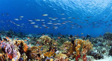 Florida scientists are giving coral IVF treatments to help bolster ...