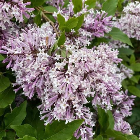 Syringa patula Miss Kim