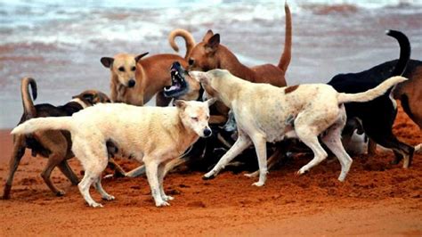 Country has turned into ‘Dogistan’ instead of ‘Hindustan’: Gurugram ...