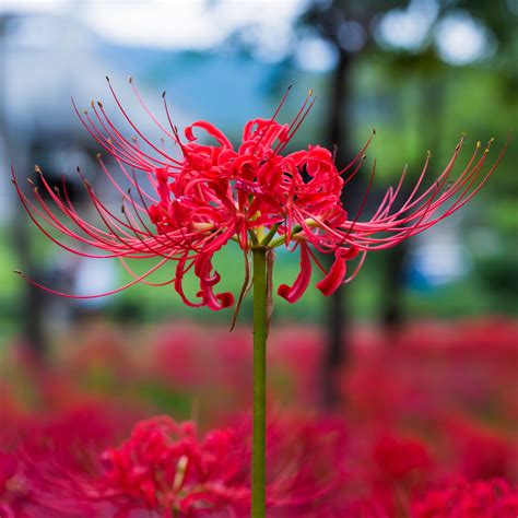 Spider Lily Plant