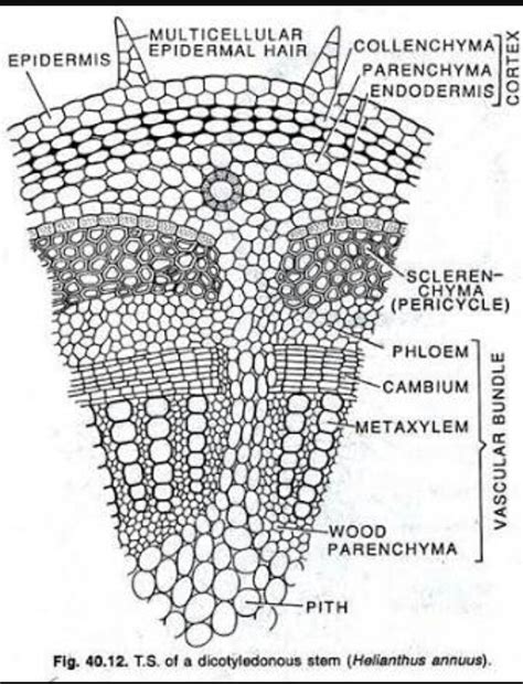 diagram of t.s. of dicot stem - Brainly.in