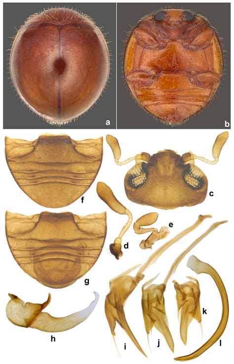 A Brief Review of the Microweiseinae (Coleoptera: Coccinellidae) of the ...