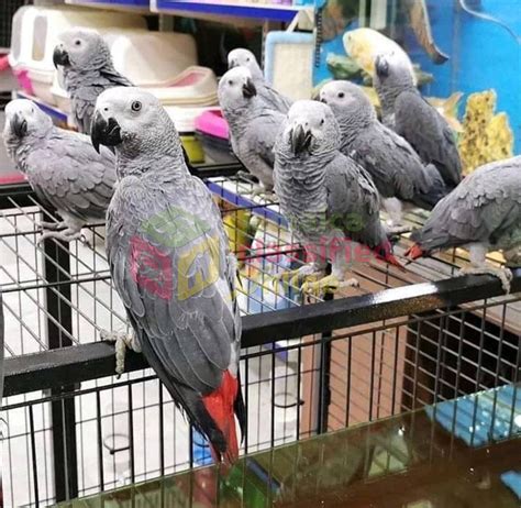 For Sale: Beautiful African Congo Grey Parrots Available - Andrew