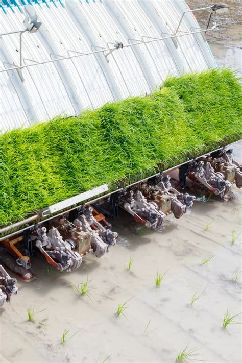 Image result for Transplanter Machine Coffe