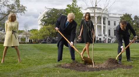 Image result for YouTube Trump Exploding Trees