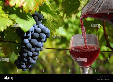 Grapes 的图像结果