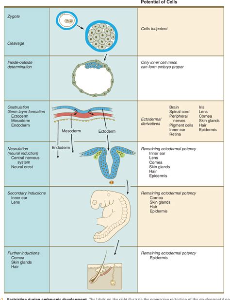 Image result for Germ Line Development