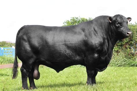 Aberdeen angus Aberdeen Angus, Cows, Animals, Quick, Search, Animales ...