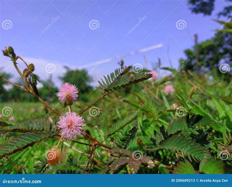 The Flower of Shy Plant or Mimosa Pudica Stock Image - Image of grow ...