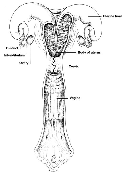 Cow Reproductive System Model 的图像结果