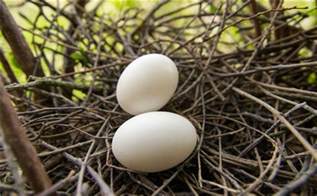 鸽子蛋有哪些营养功效 吃鸽子蛋的好处_营养理论_饮食_99健康网