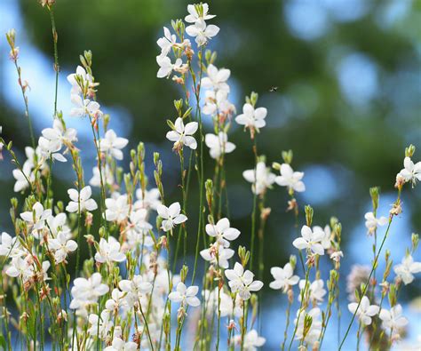 Gaura: How To Grow A Butterfly Bush Plant in Australia