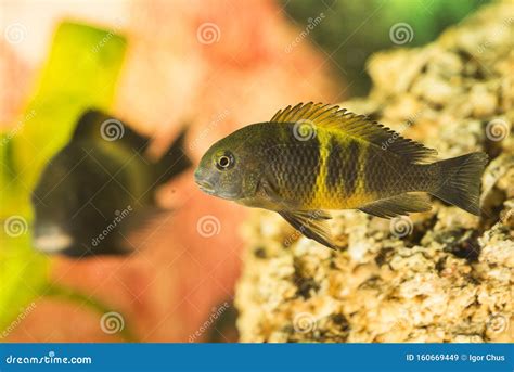 All African Cichlid Species African Cichlids Lake