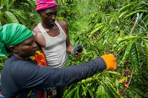 Agriculture in Uganda: Challenges And Innovations for Sustainable Growth - Afro Discovery
