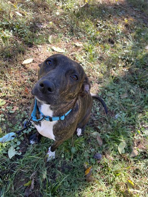 PAWS - Anderson SC - Hours, Directions, Reviews - Loc8NearMe