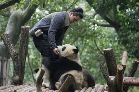 被大熊猫支配的外国人 到底有多喜欢熊猫？ _www.isenlin.cn