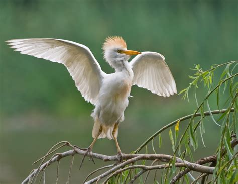 Cattle Egret Bird Facts | Bubulcus Ibis