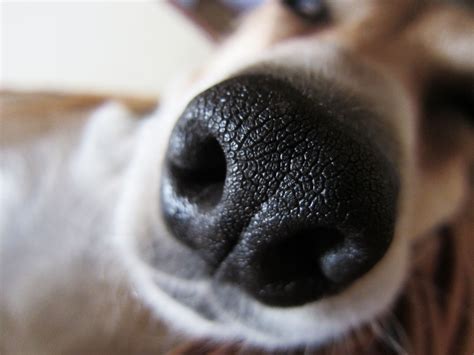 How To Make A Print Of Your Dog's Nose at Samuel Sargent blog