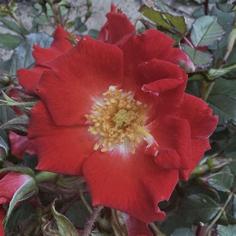 Our Molly | Shrub Rose Bush | Ground Cover Rose | £18.75 – Eastcroft Roses