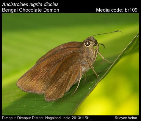 Ancistroides nigrita | Butterfly
