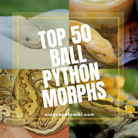 Image result for Big Ball Python Morphs