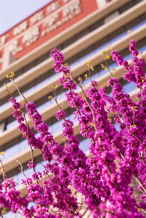 壁纸 | 清华大学道口紫荆，此刻正盛放 - MBAChina网