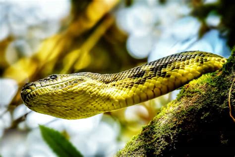 Image result for Small Python Australia