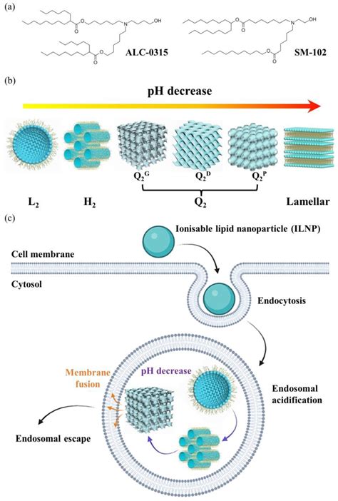 Inverse Bicontinuous and Discontinuous Phases of Lipids, and Membrane ...