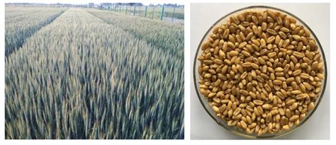 【成果推介】麦类作物新品种、新技术