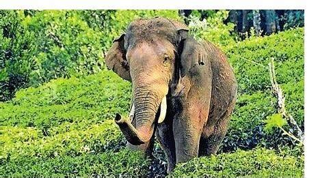 Arikomban to be tranquilised tomorrow - KERALA - GENERAL | Kerala ...