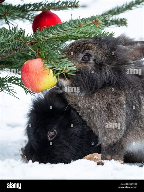 Do Rabbits Eat Apple Trees at Caitlin Hume blog