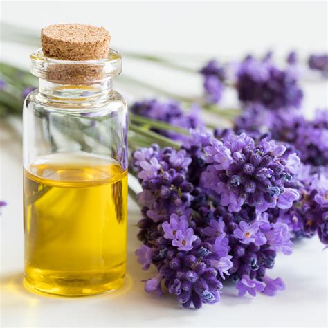 Lavender Fragrance - FO15 – Wick and Pour