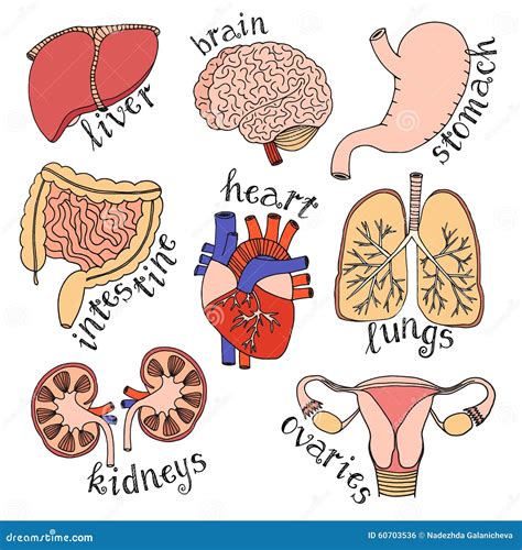 Internal Organ Hand Drawn Set Stock Illustration - Image: 60703536