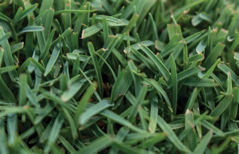Bermuda Grass Close Up