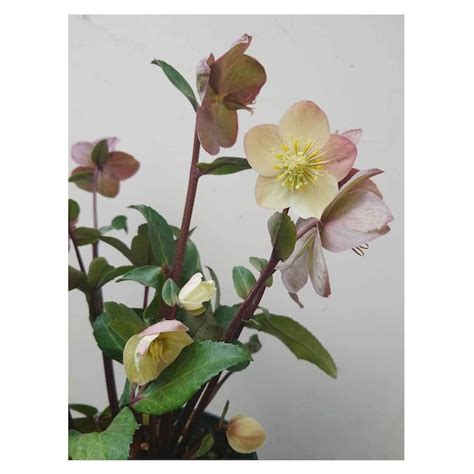 Christmas rose 'snow dance' | Seeding